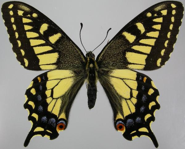 Photo of Papilio zelicaon by Norbert Kondla